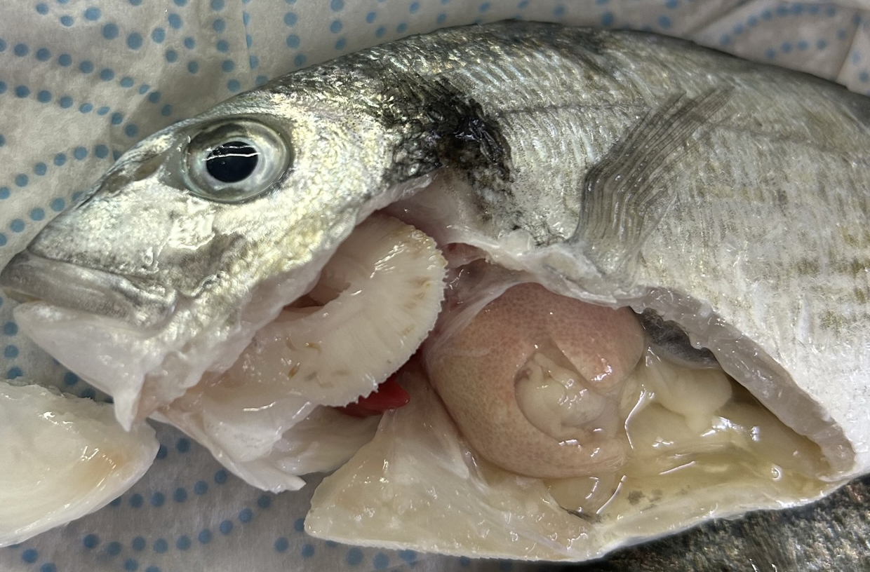 Monogean parasitiosis