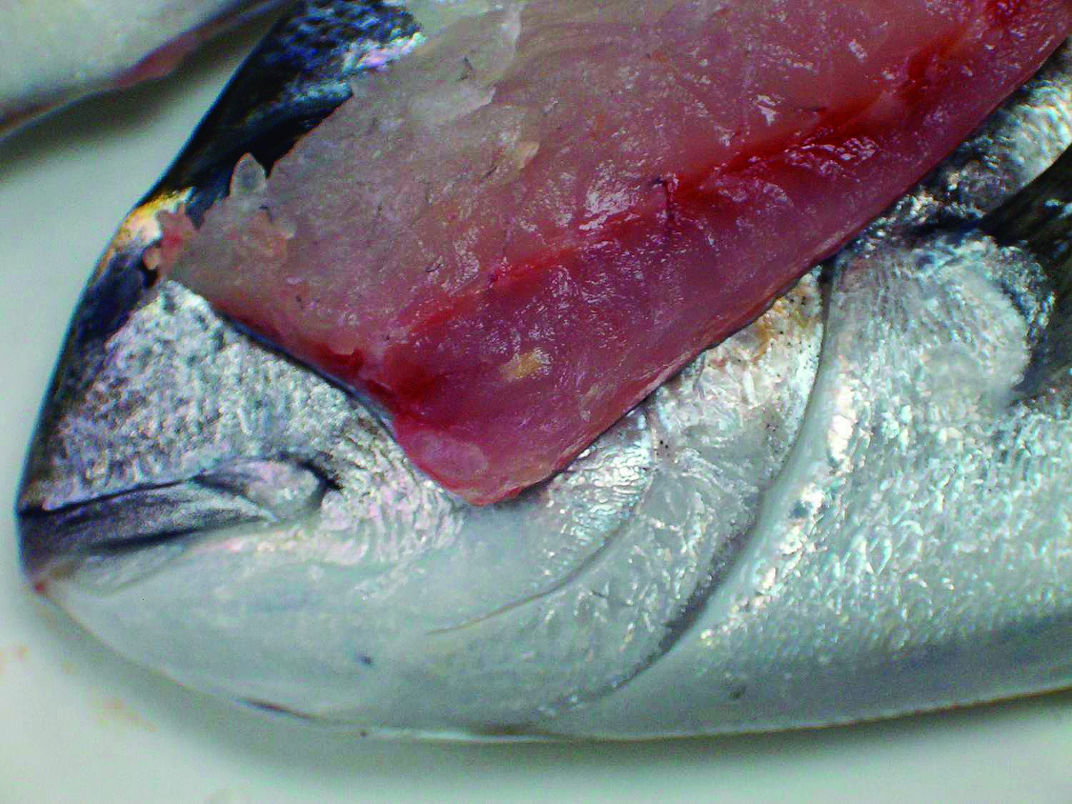 Pleistophora senegalensis