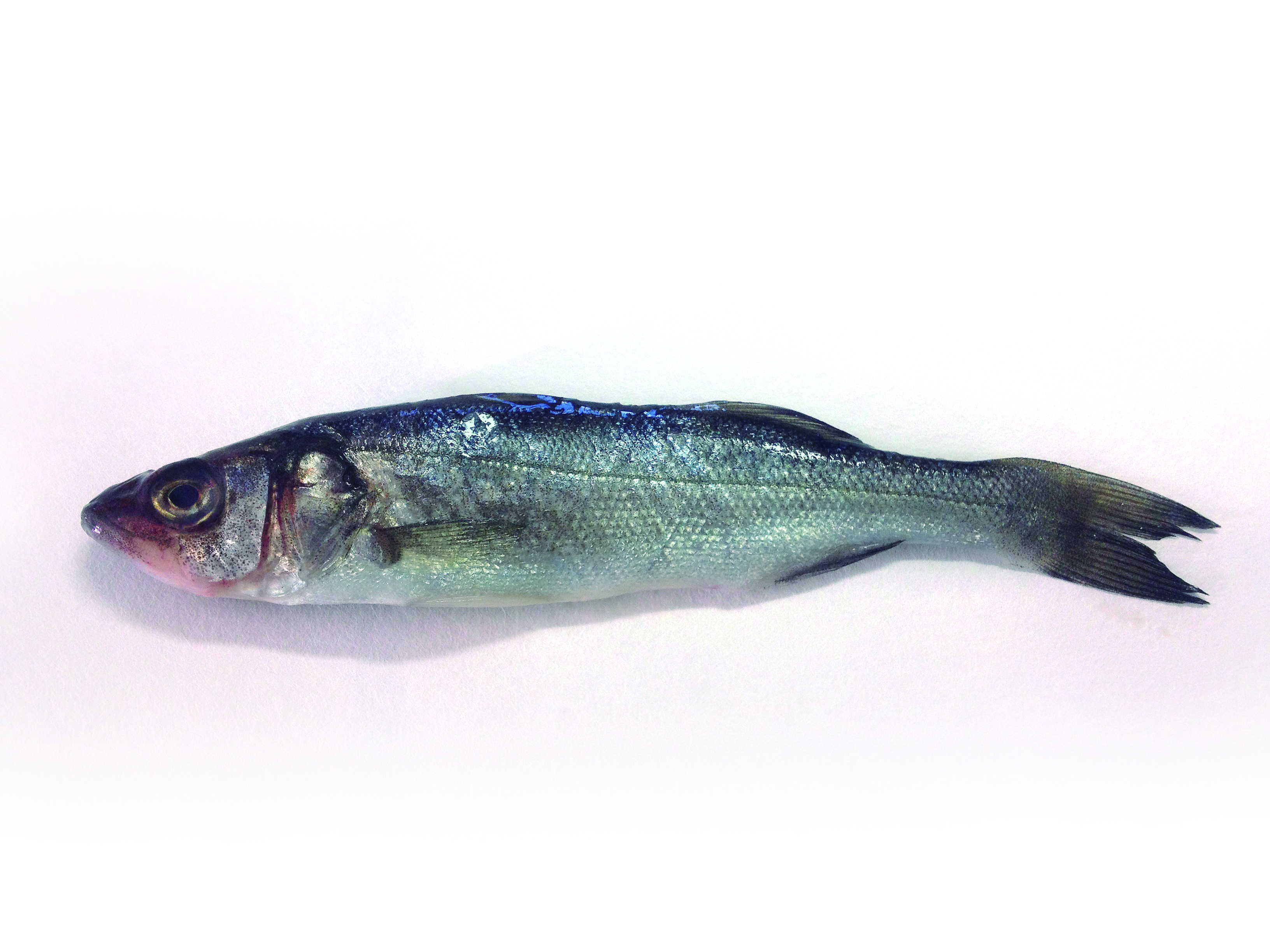 Coccidiosis