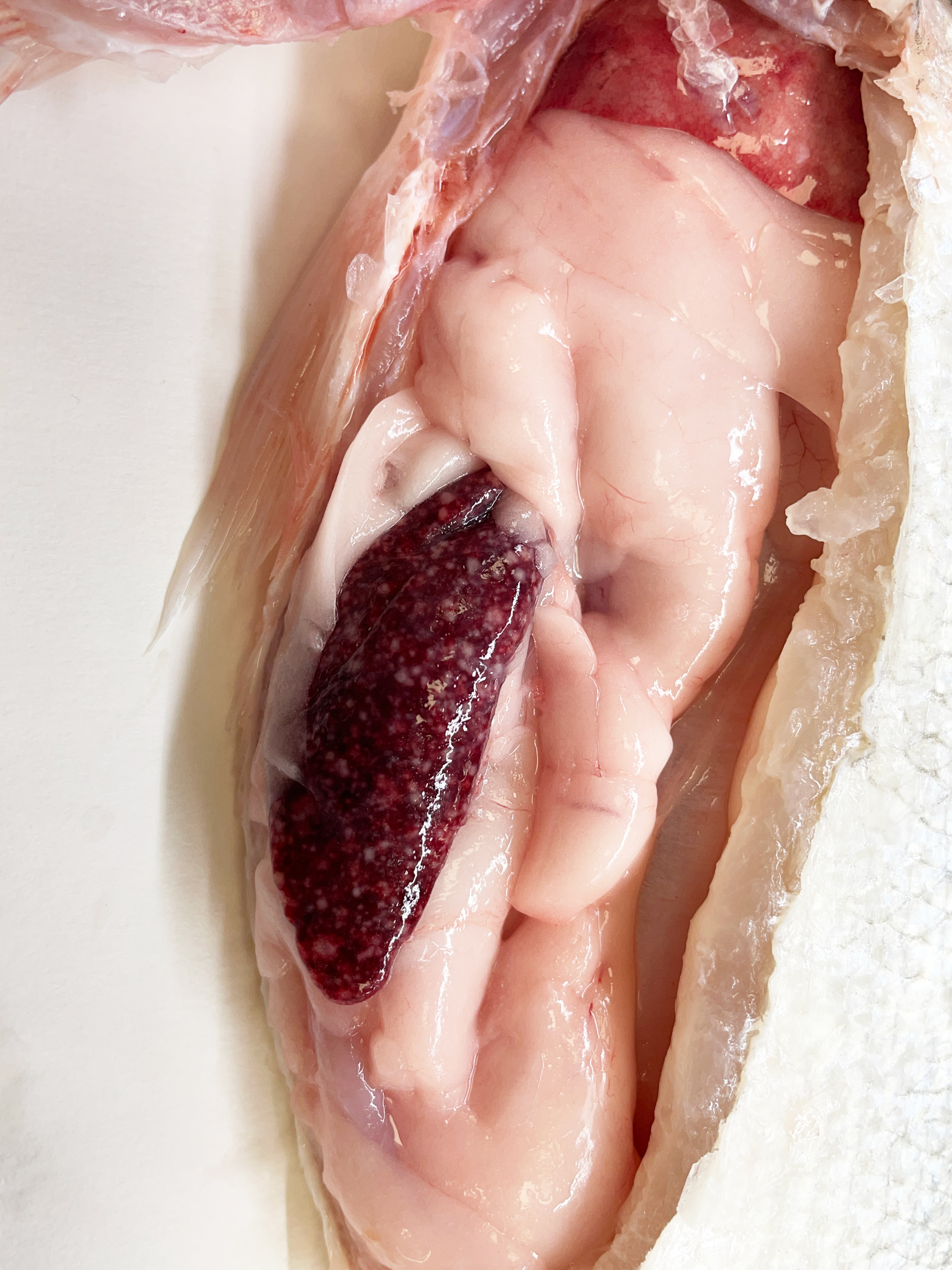 Photobacteriosis