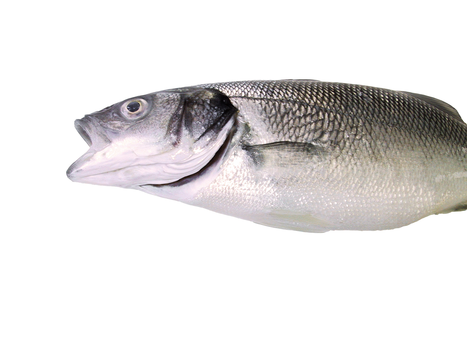 Sudden death syndrome