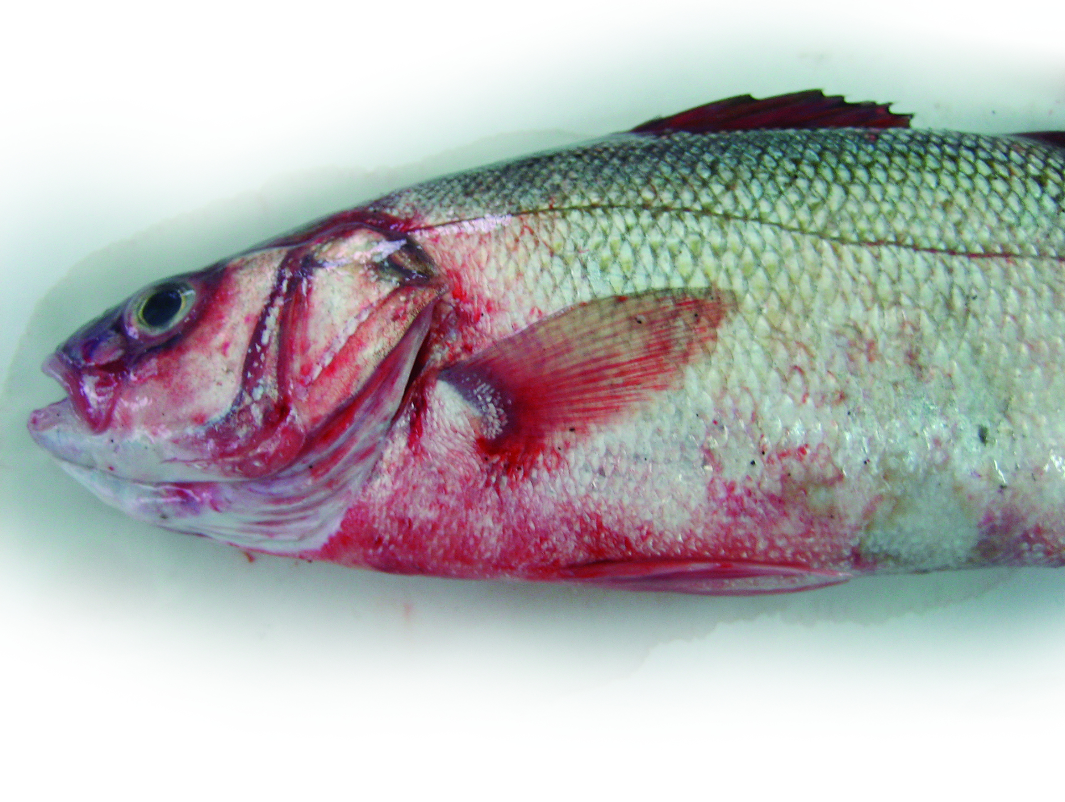 Vibriosis