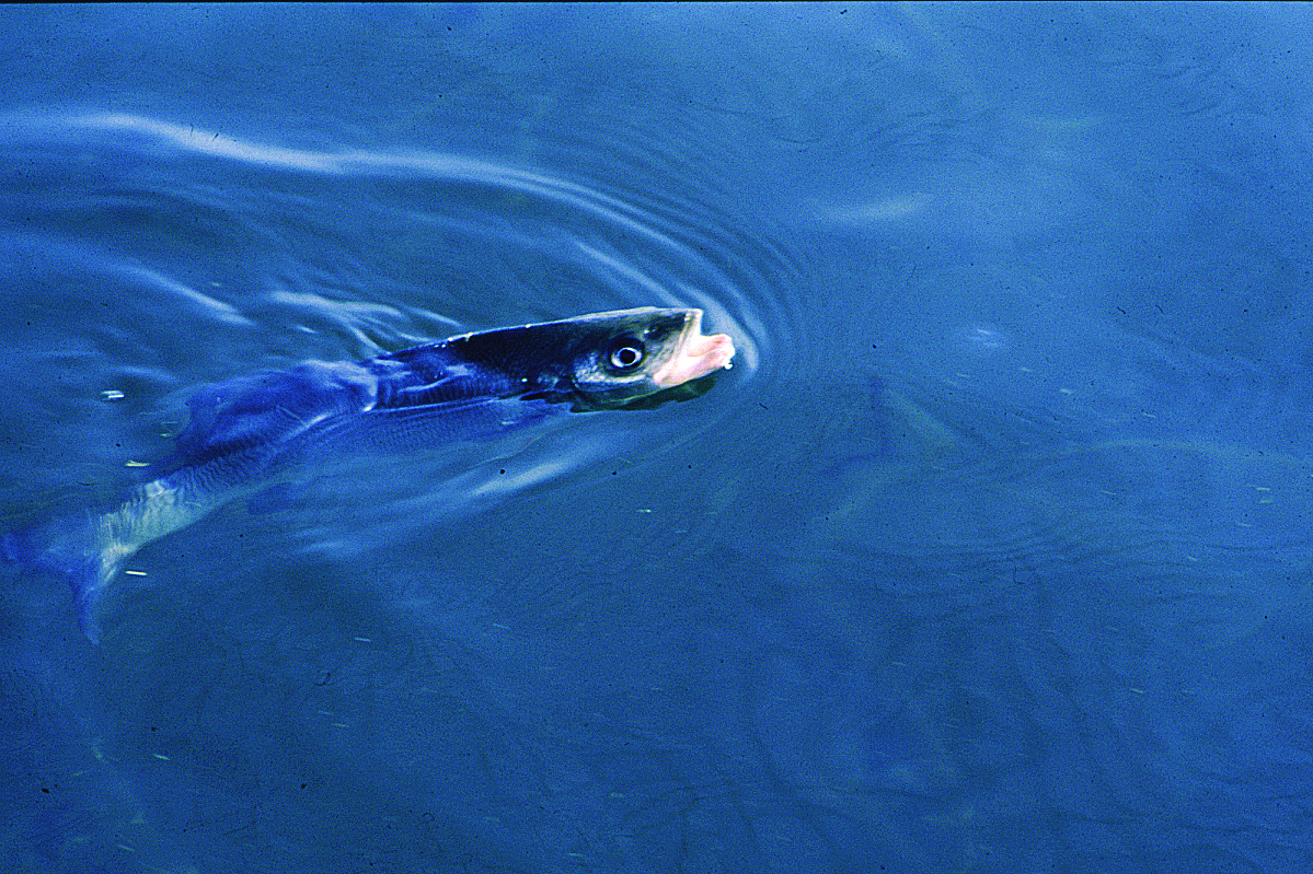 Fish surfacing
