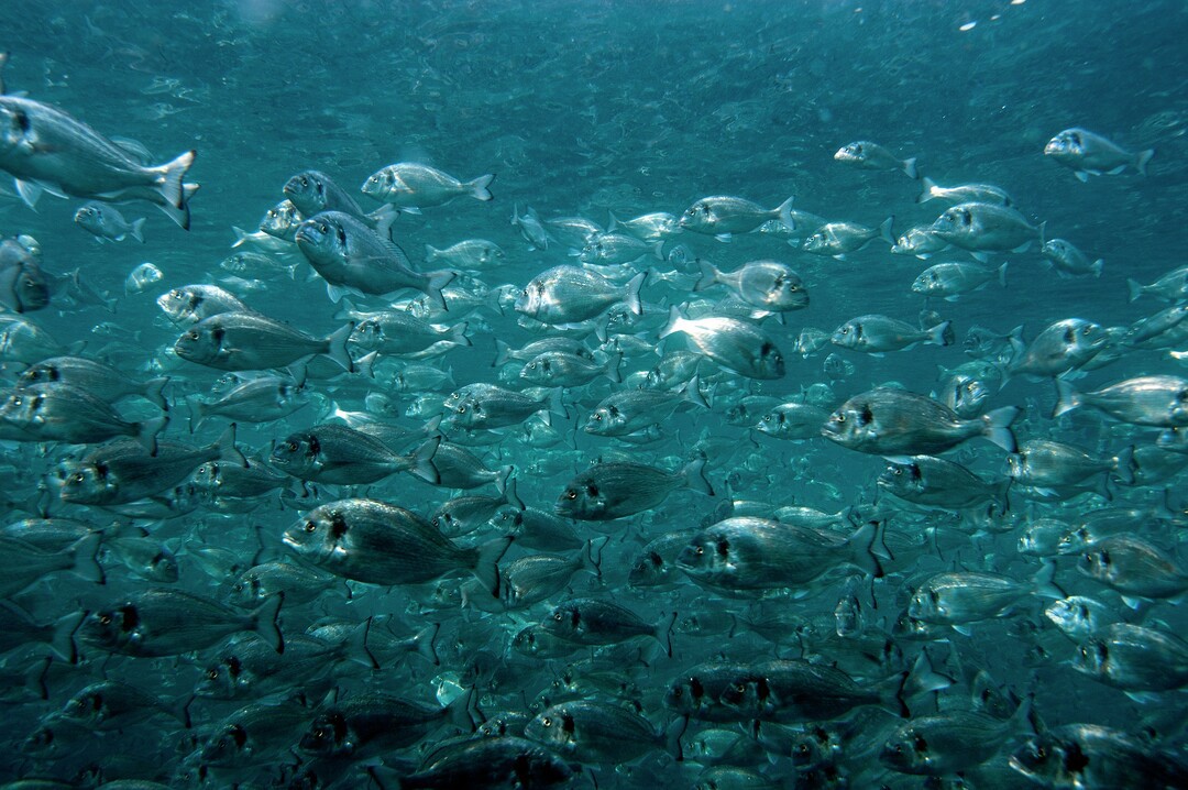 Promet Fish Protec, the prime functional feed for farmed fish that strengthens ...