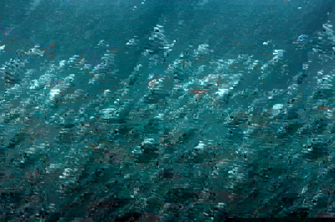 School of fish