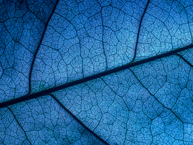 Necto blue leaf