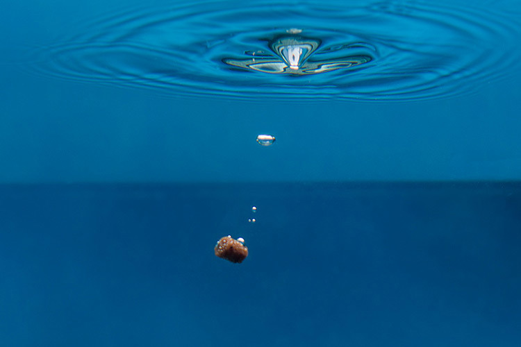 Feed pellet under water