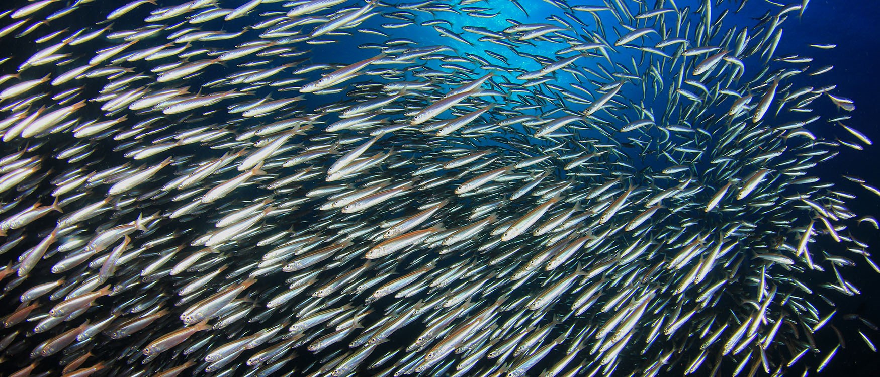 Illustrasjonsbilde av sardiner