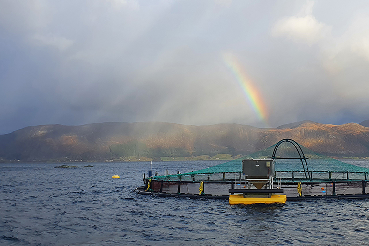 Produksjonsanlegg torsk