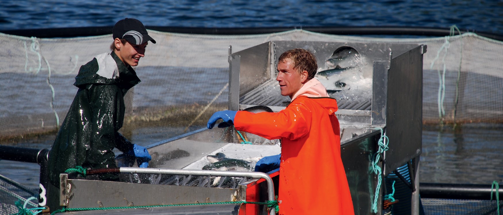 Produksjonsmedarbeidere Sigefjord Fisk