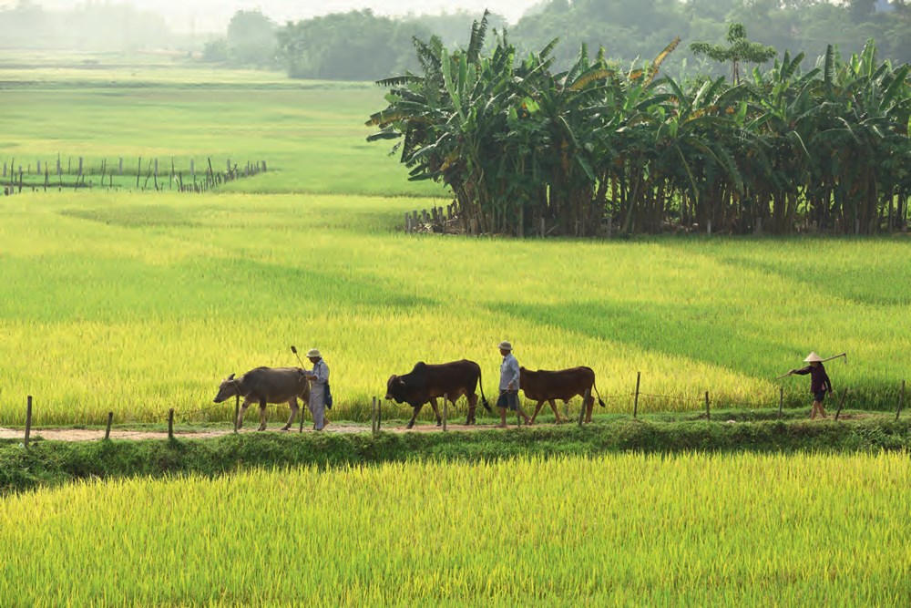 Landbruk i Vietnam