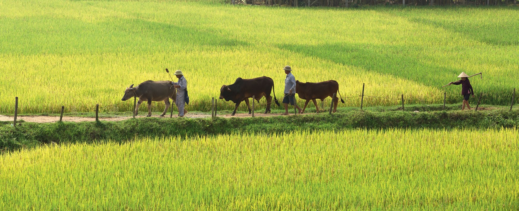 Landbruk i Vietnam
