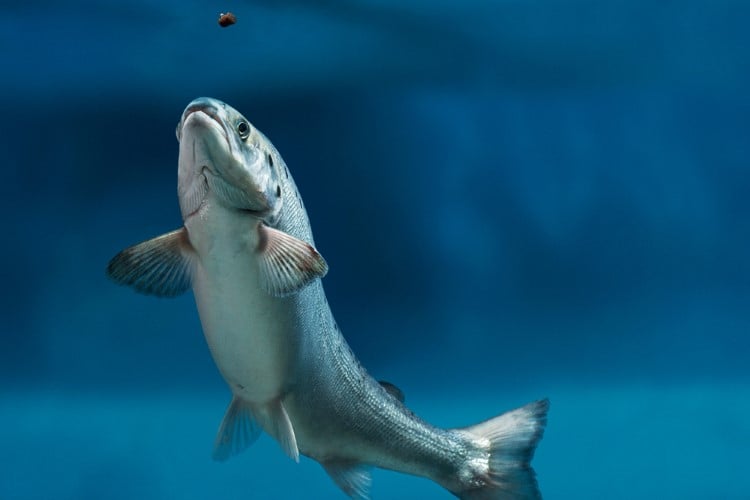 An underwater picture of a salmon swimming up towards a feed pellet