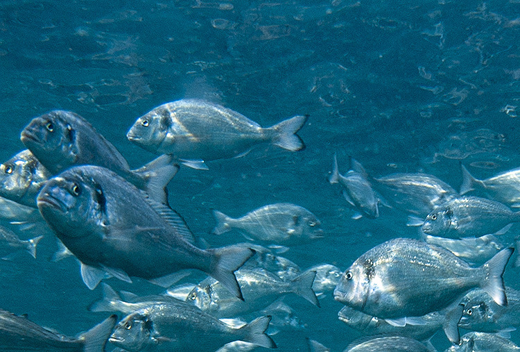 Fish under water
