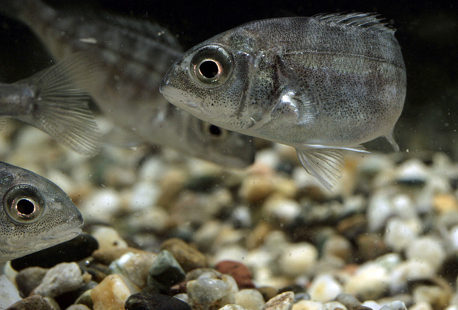 Sea bream juvenile