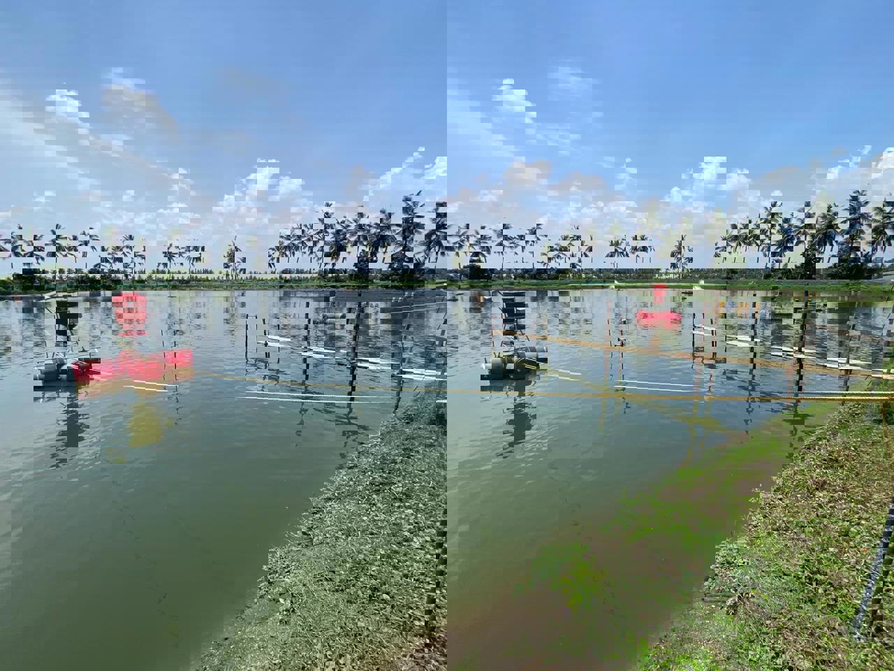 Pond Mother