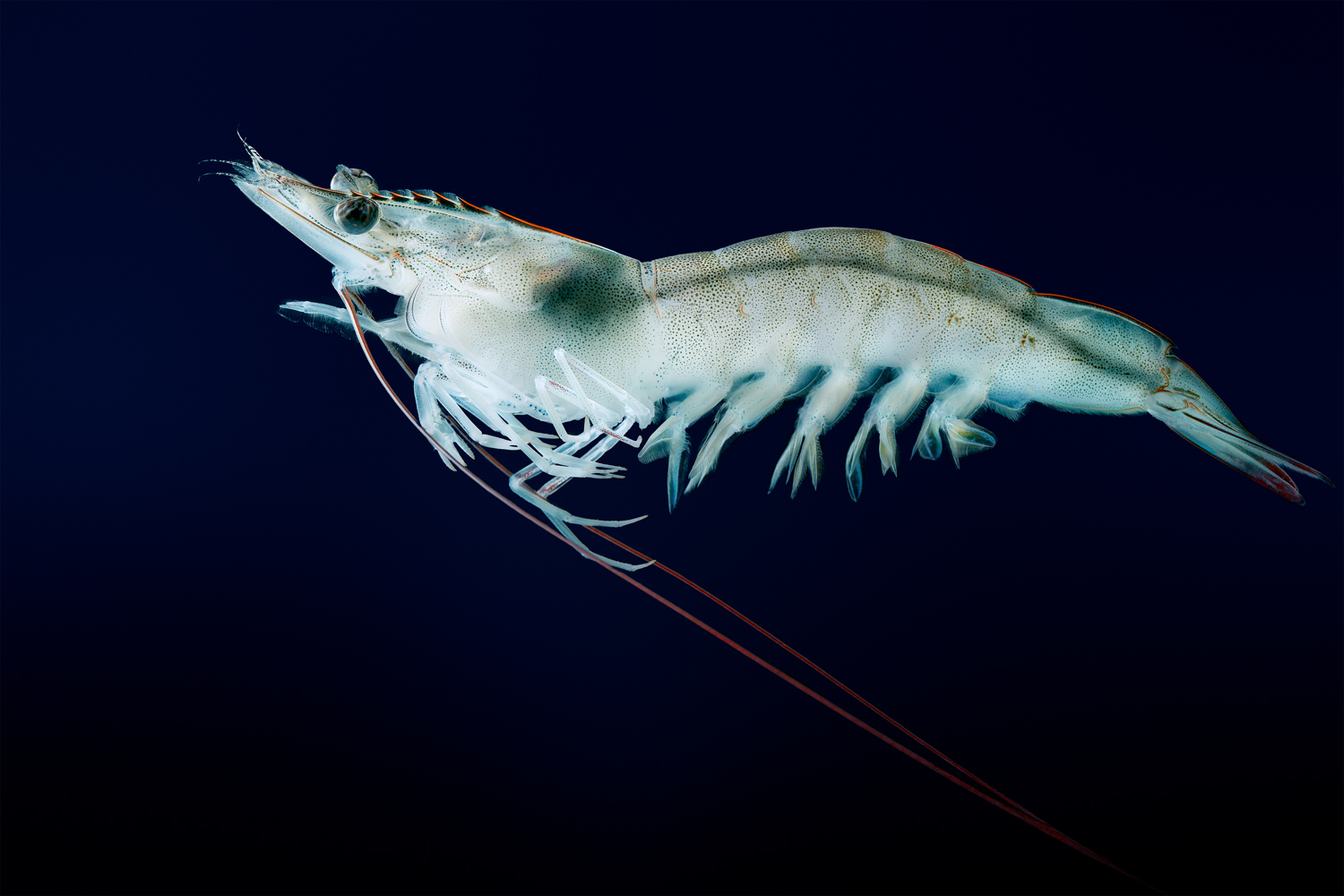 Shrimp swimming