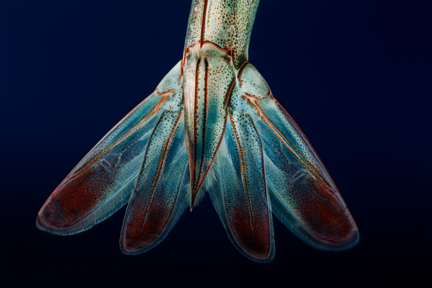 Shrimp tail closeup