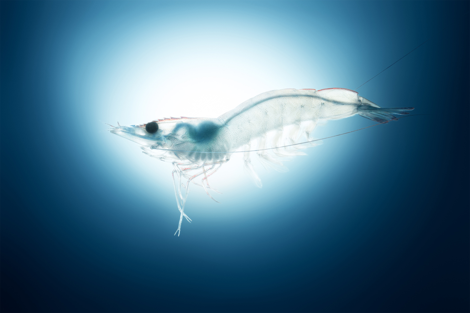 Shrimp underwater