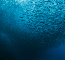 Fish schooling