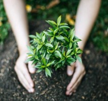 Hands planting