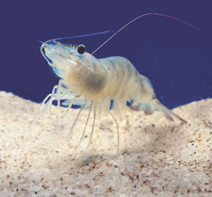 Whiteleg shrimp