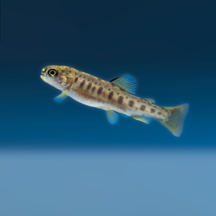 Nutra Sprint trout CTA