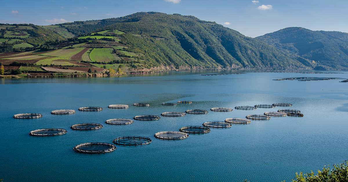 An aerial view of a fish farm at sea