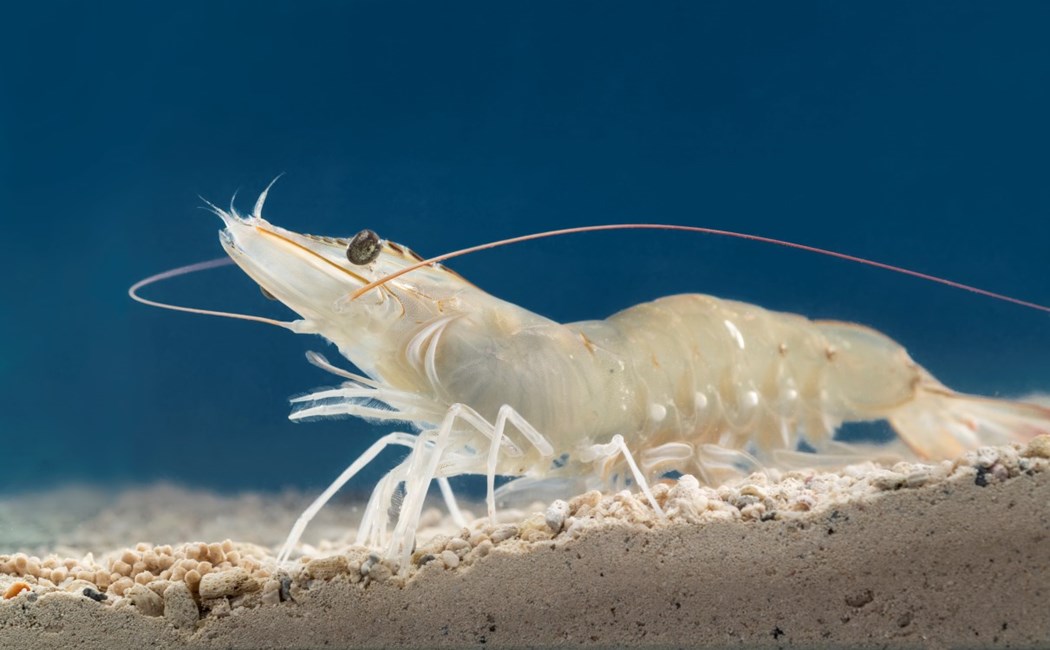 Shrimp underwater, on a sandy bottom