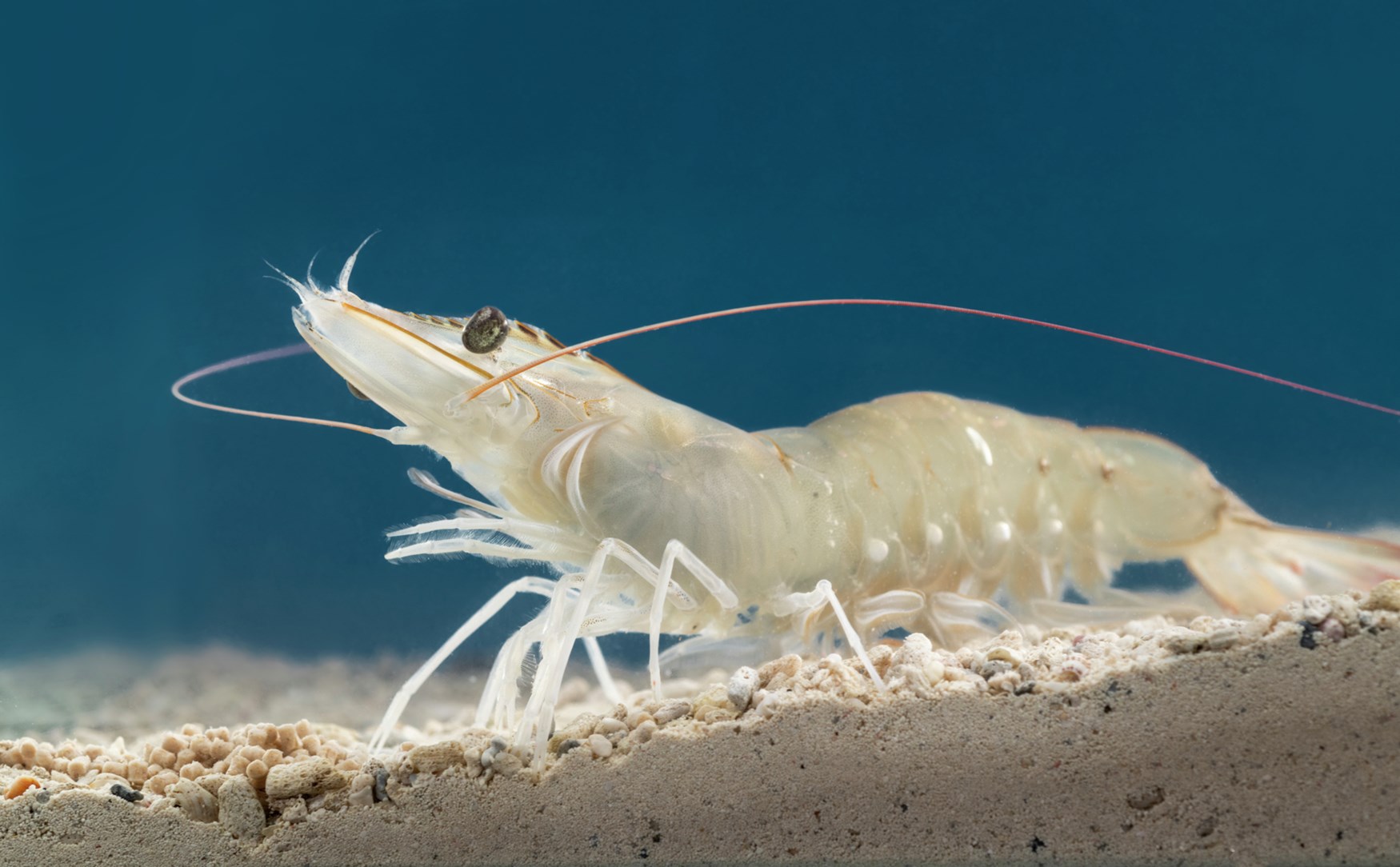 Whiteleg shrimp on sand underwater