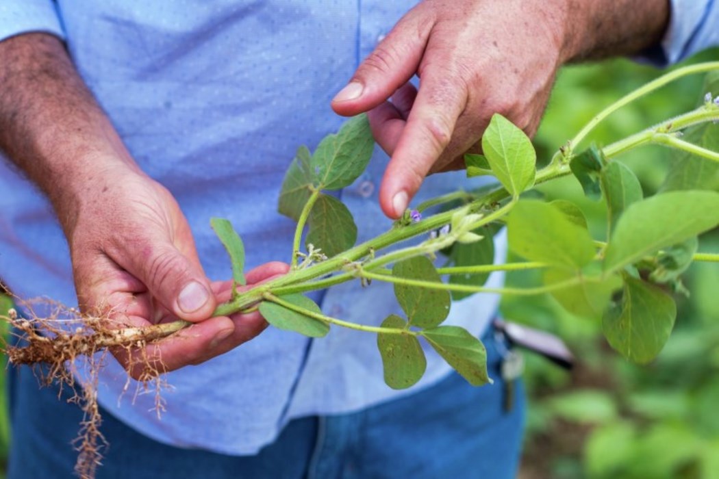Farmer pointing at soy plant