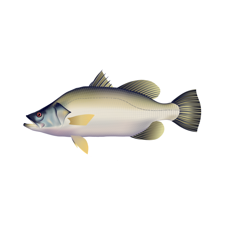 Barramundi