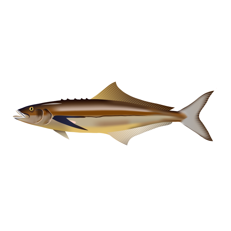 Cobia