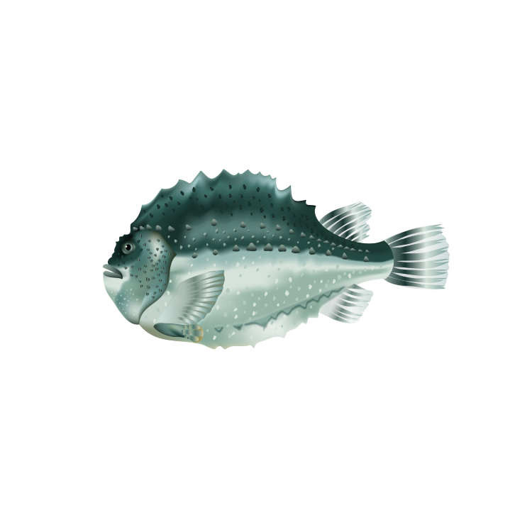 Lumpfish