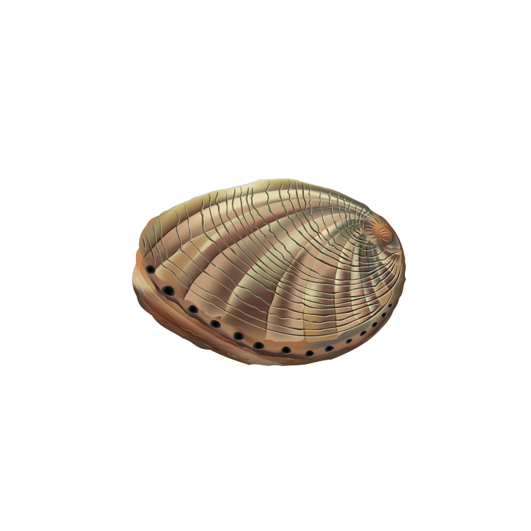 Abalone (Haliotidae)