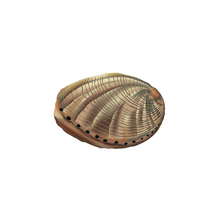 Abalone (Haliotidae)