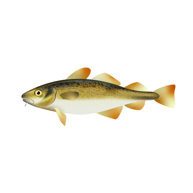 Atlantic cod