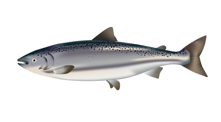 Protec Gill for atlantic salmon