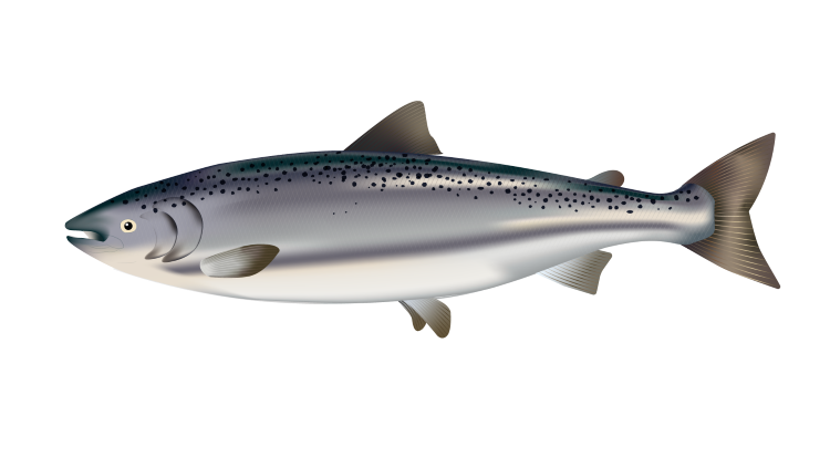 Atlantic salmon