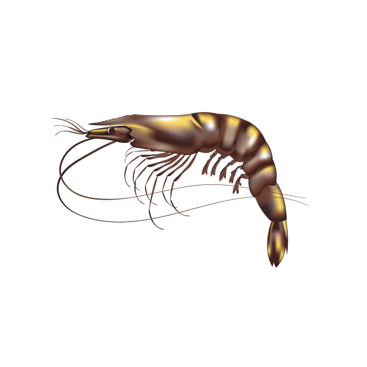 Black tiger shrimp