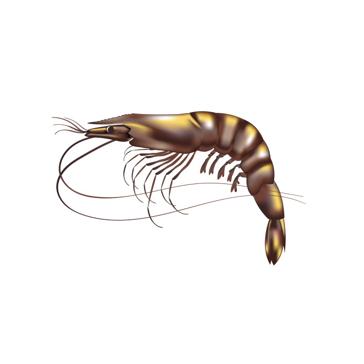 Black tiger shrimp
