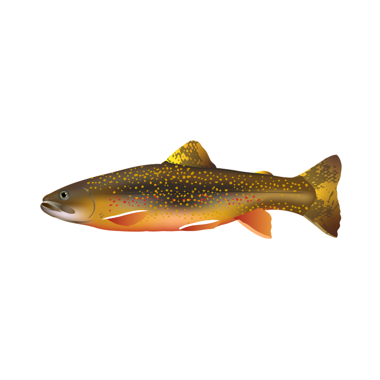 Brook Trout