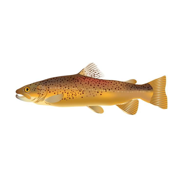 Brown trout