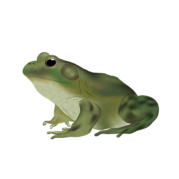 Bullfrog