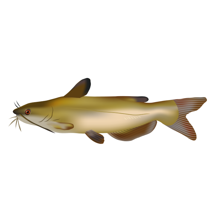 Channel catfish