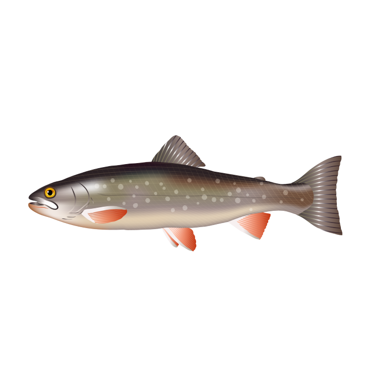Arctic char