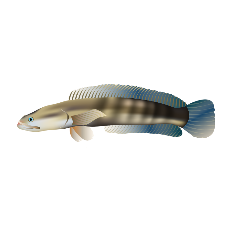 Common snakehead