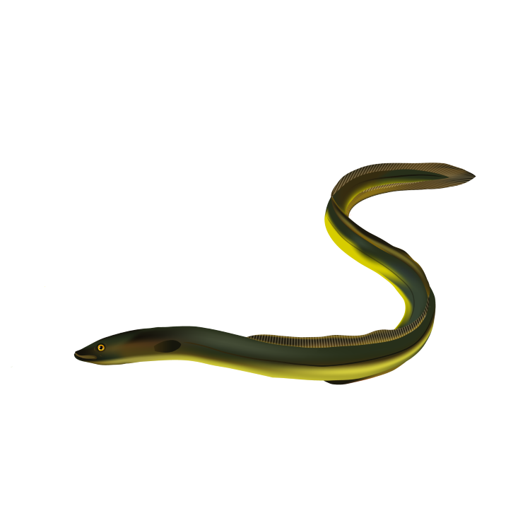 Eel