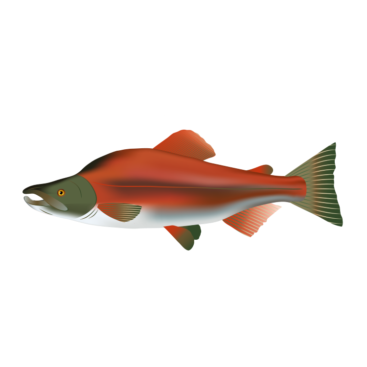 King salmon