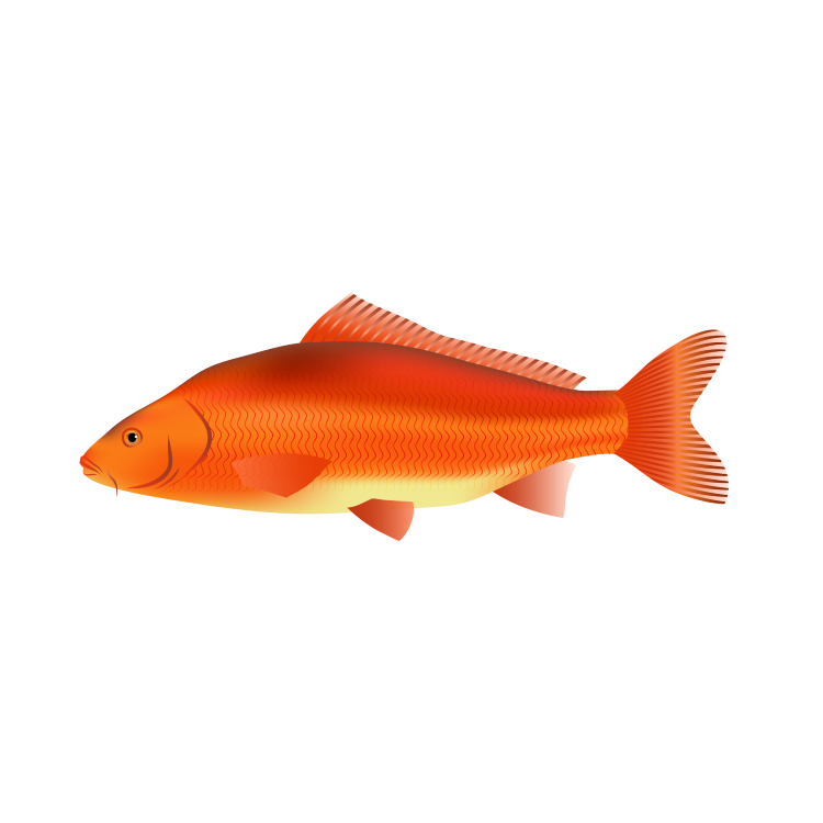 Koi carp